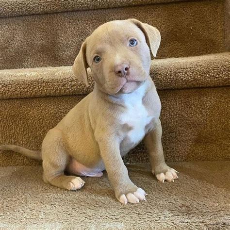 Brown 2 YEARS. . Pitbulls for sale near me